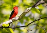Scarlet Tanager