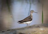 Solitairy Sandpiper