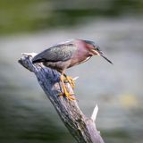 Green heron