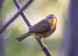 Common yellowthroat
