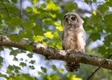 Barred Owlet