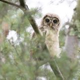 Barred Owlet