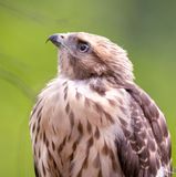 Juvenile Red-shouldered hawk