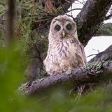 Barred Owlet