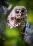 Barred Owlet