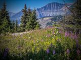 Sunshine meadows