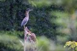 Green Heron