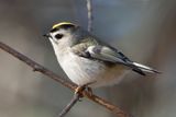 Golden-crowned kinglet