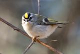 Golden-crowned kinglet