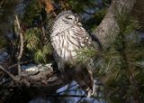 Barred Owl