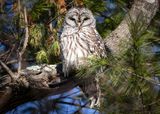 Barred Owl