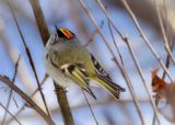 Golden-crowned kinglet