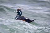 Harlequin duck