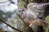 Barred owl