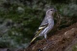 Pine Siskin