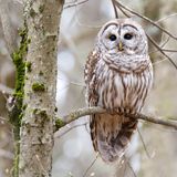 Barred owl