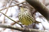 Northern Waterthrush