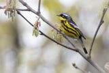Magnolia warbler