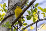 Wilsons Warbler