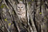 Barred Owl