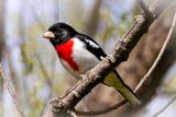 Rose-breasted Grosbeak (m)