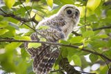 Barred owlet