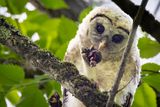 Barred owlet