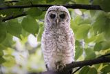 Barred owlet