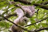 Barred owlet
