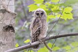Barred Owlet
