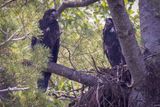 Bald Eaglets