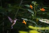 Ruby-throated hummingbird
