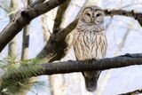 Barred Owl