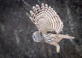  Barred Owl
