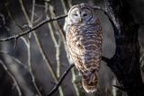 Barred Owl