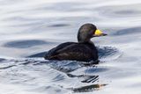 Surf scoter