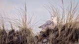 snowy owl