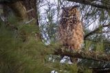 Great horned owl