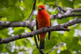 Scarlet Tanager