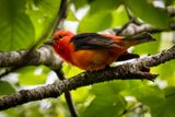 Scarlet Tanager