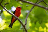 Scarlet Tanager