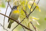 Northern Parula warbler