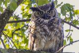 Great Horned Owl
