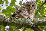 Barred owl