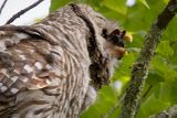 Barred owl