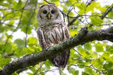 Barred owl