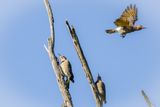 NorthernFlickers