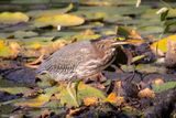 Green heron