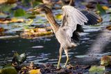Green heron
