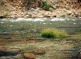 Sapling in a stream